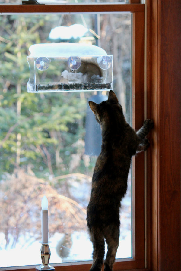 squirrel in window bird feeder with cat