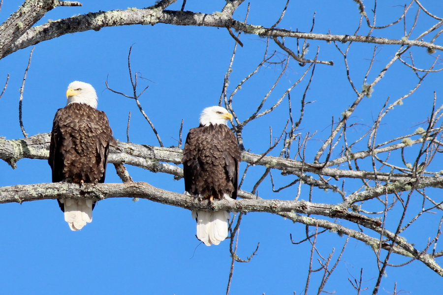 Eagle Sentries