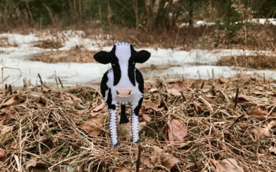 The Heartwarming Holstein Cow