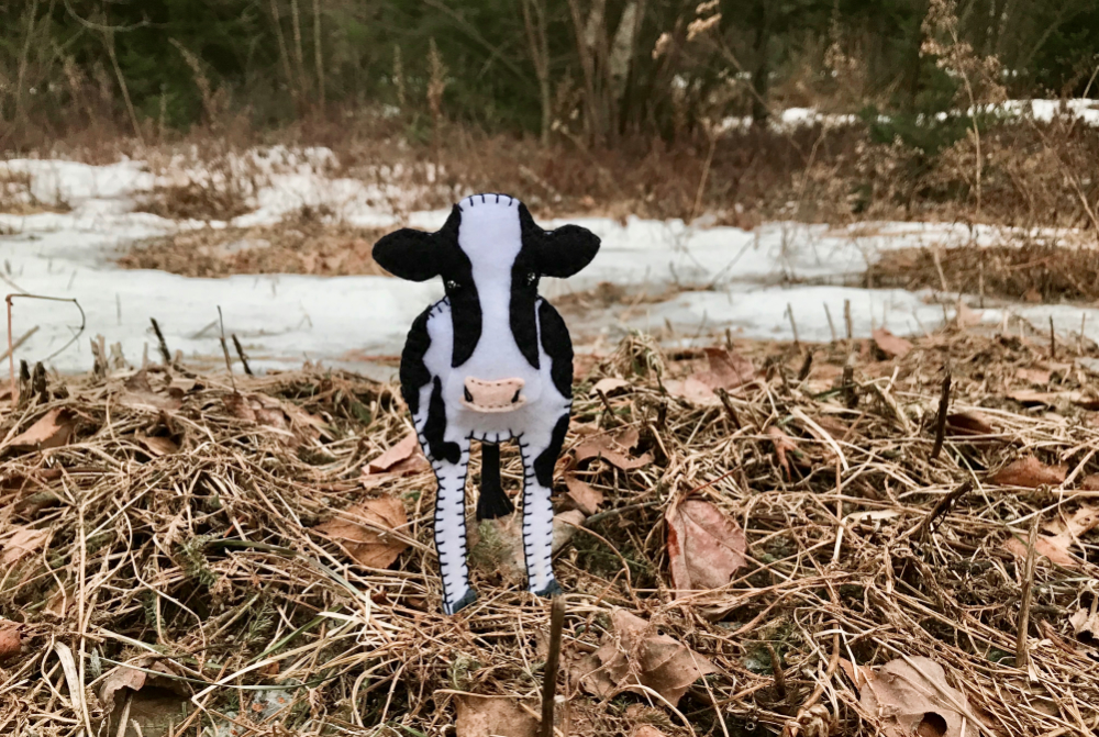 The Heartwarming Holstein Cow