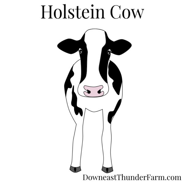 Holstein Cow