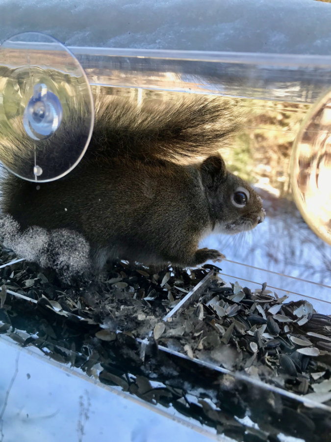 squirred in window bird feeder