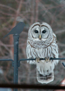 Barred Owl at Downeast Thunder Farm Maine