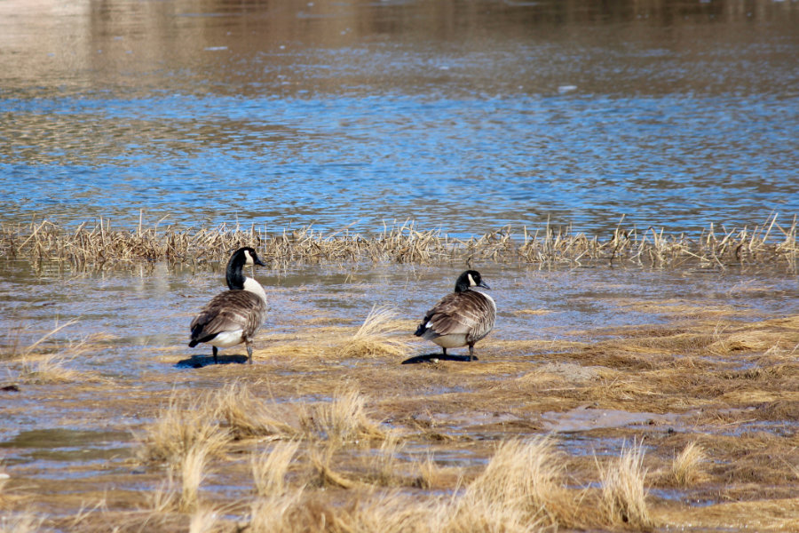 first canada goose sighting of the season