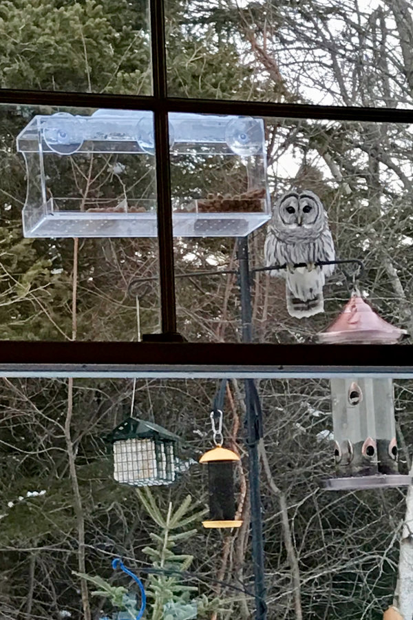barred owl March 9 Barred Owl at Downeast Thunder Farm