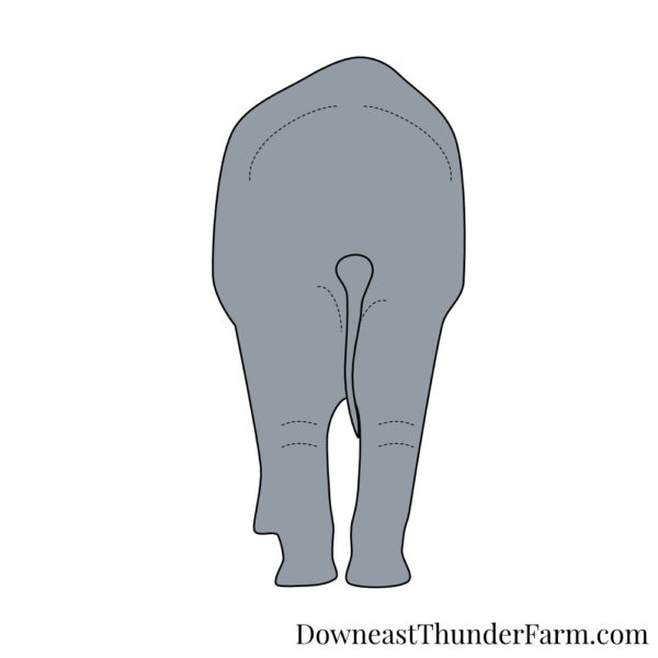 Elephant  Kit - Image 3