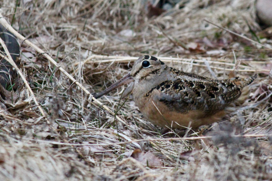 Maine Timberdoodle or American Woodcock