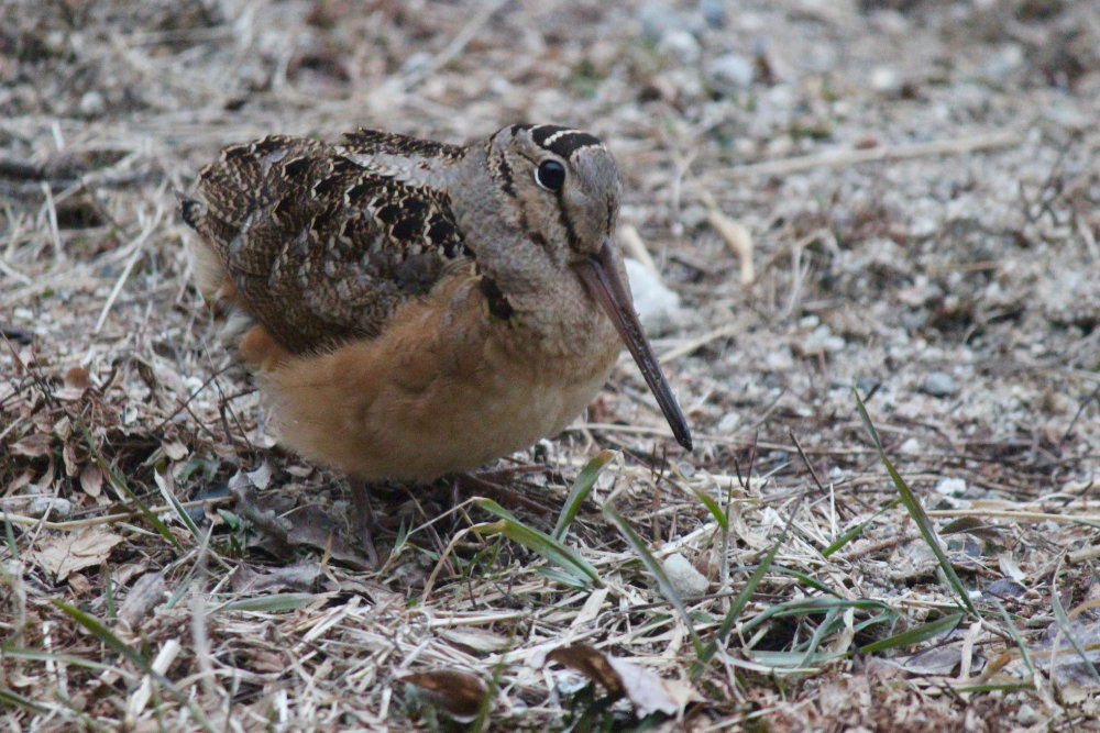 Maine Timberdoodle or American Woodcock