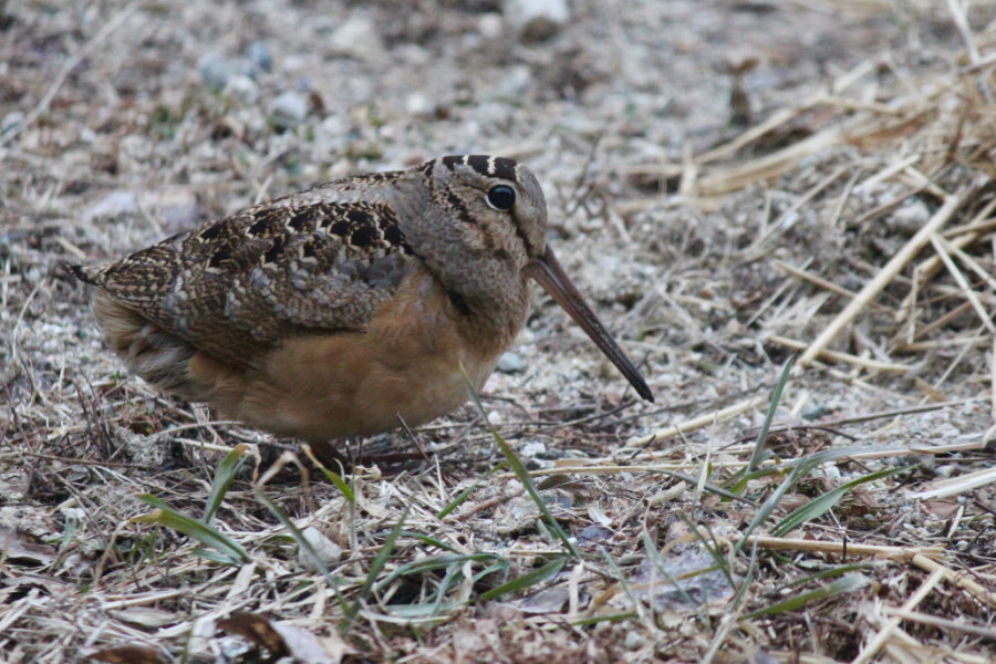 Maine Timberdoodle or American Woodcock