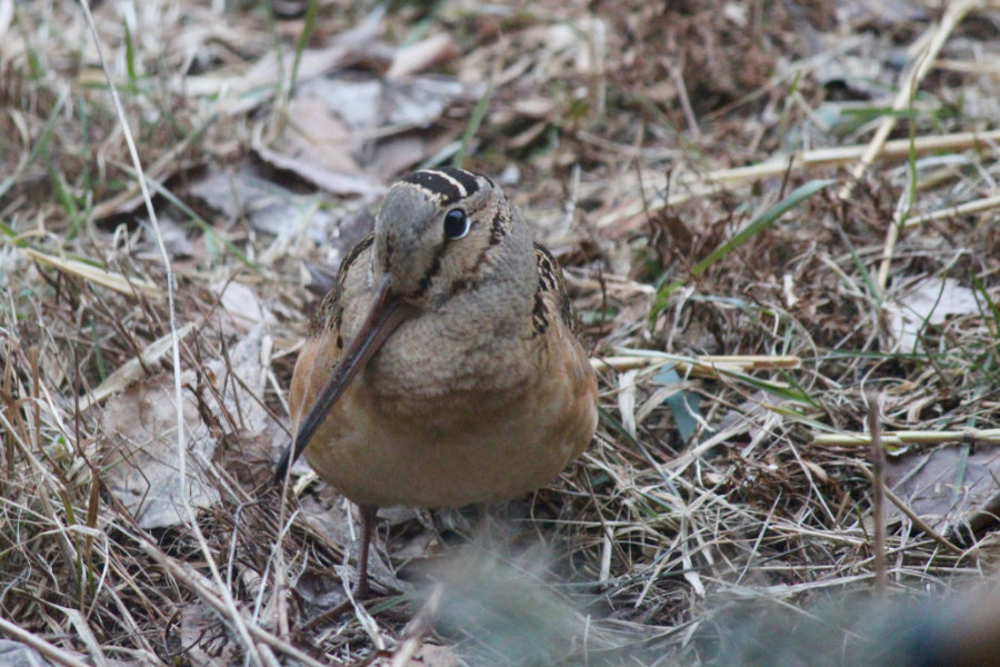 Maine Timberdoodle or American Woodcock