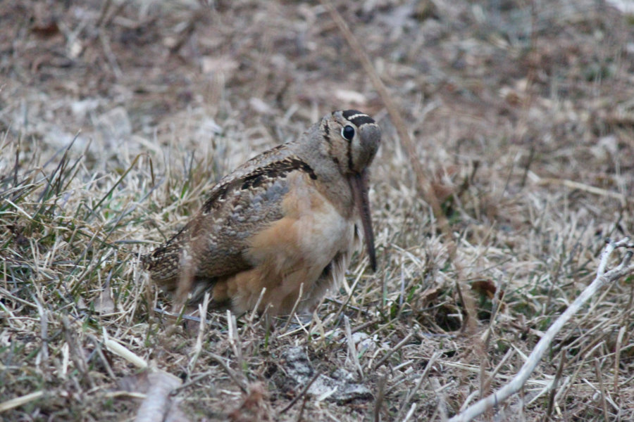 Maine Timberdoodle or American Woodcock