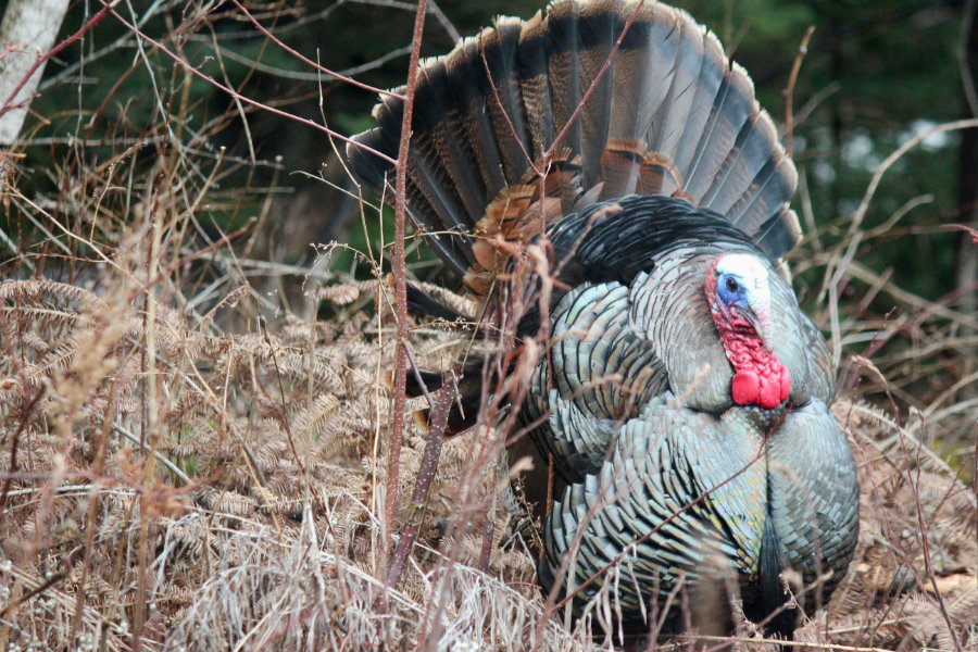 make turkey full feathers