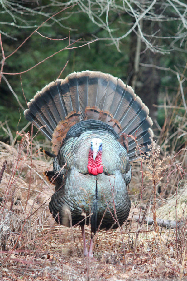 Maine Tom Turkey