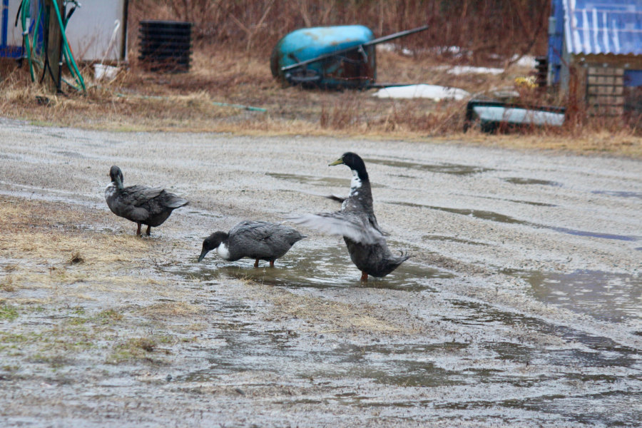 Swedish Blue ducks on the farm in Maine