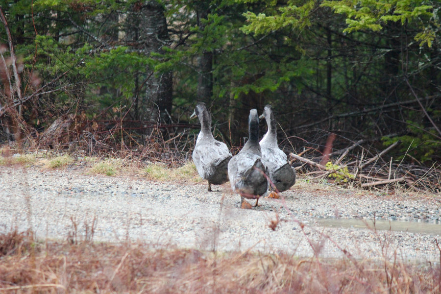 Swedish Blue ducks walking down the road