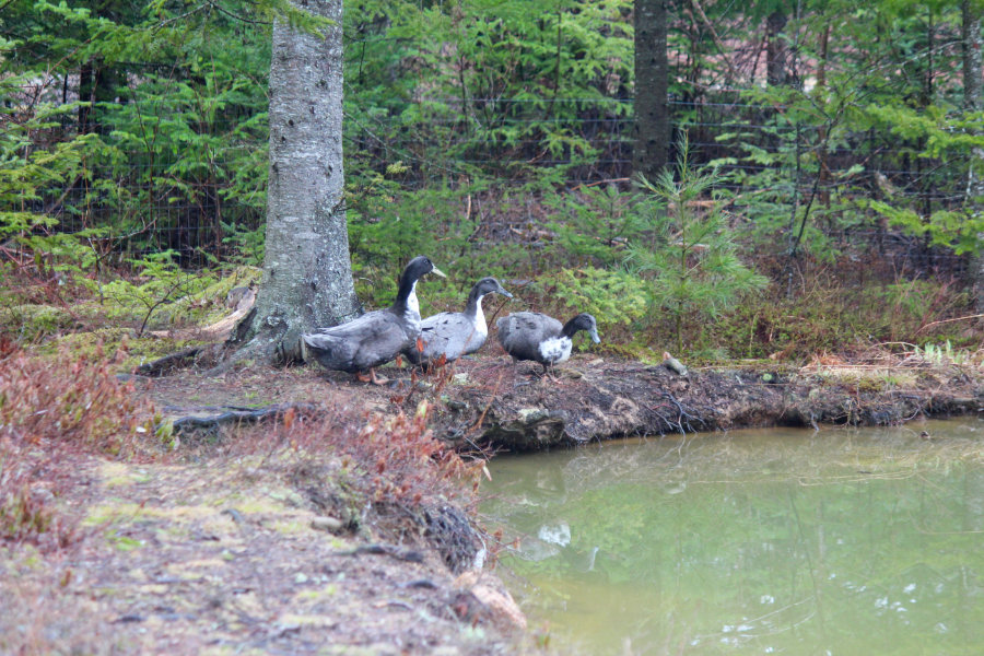 Swedish Blue ducks on the farm in Maine