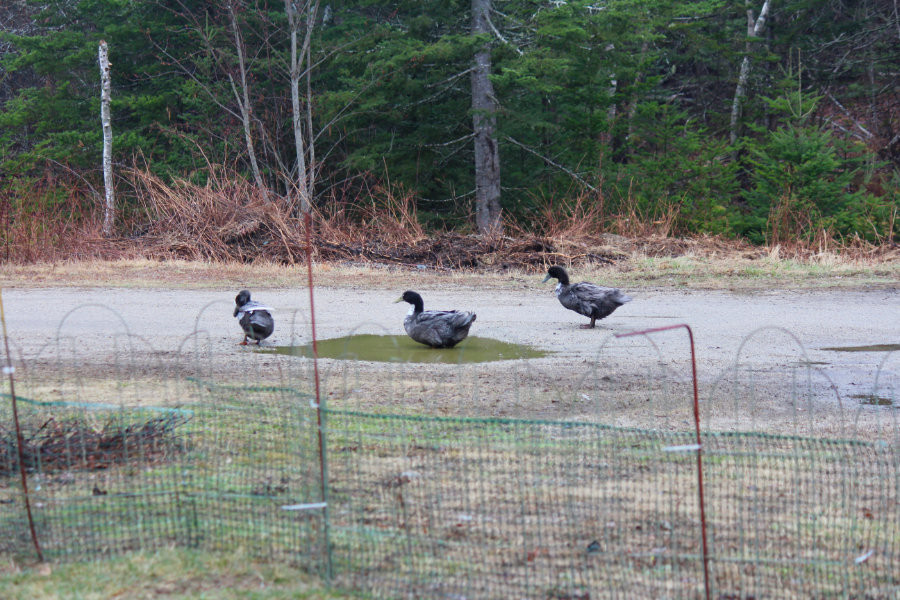 Escaping Swedish Blue ducks on the farm in Maine