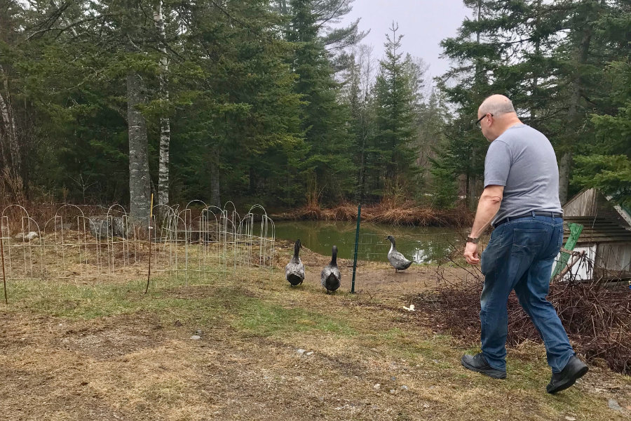 herding Swedish Blue ducks in Maine