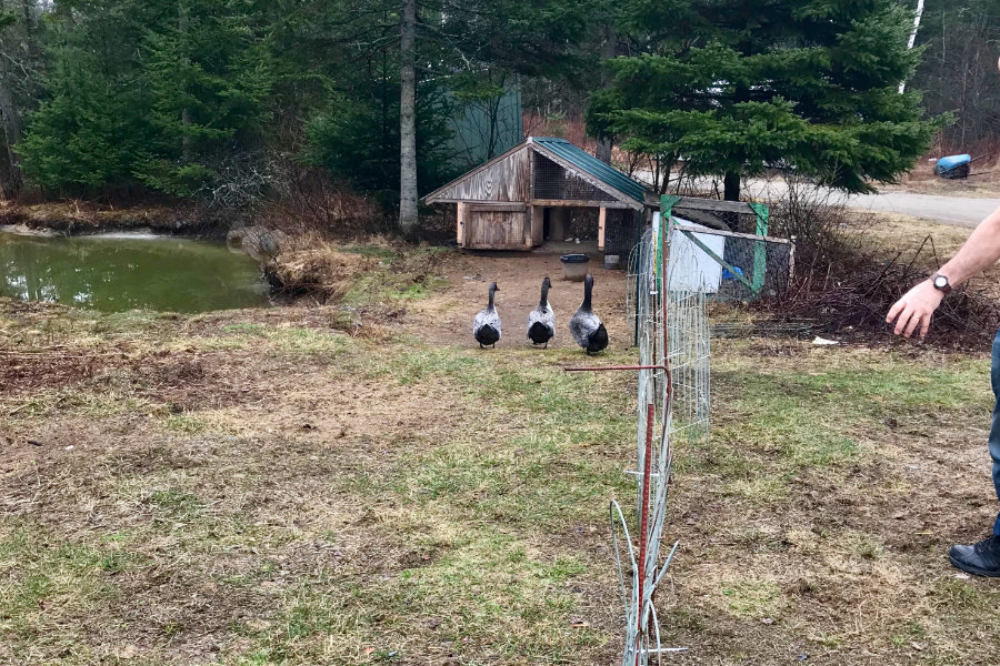 Swedish Blue ducks on the farm in Maine