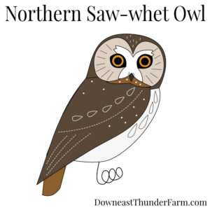 Northern Saw-whet Owl Kit