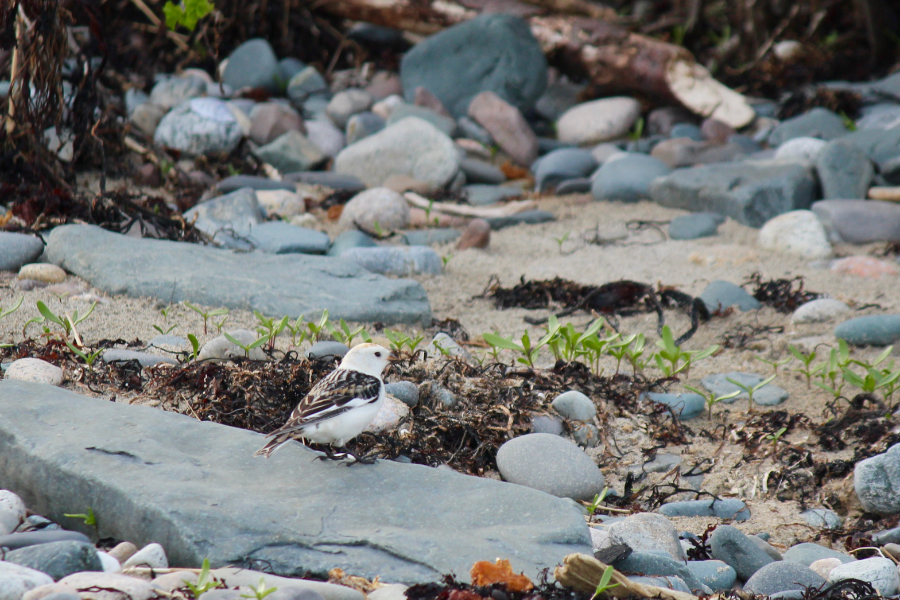 Snow bunting on the beach