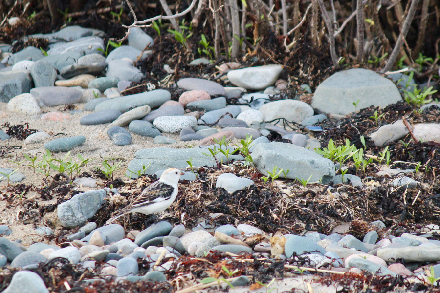 Snow bunting on the beach