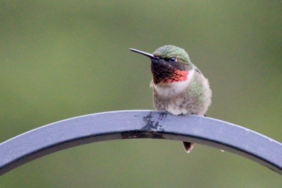 The Hummers are Back!