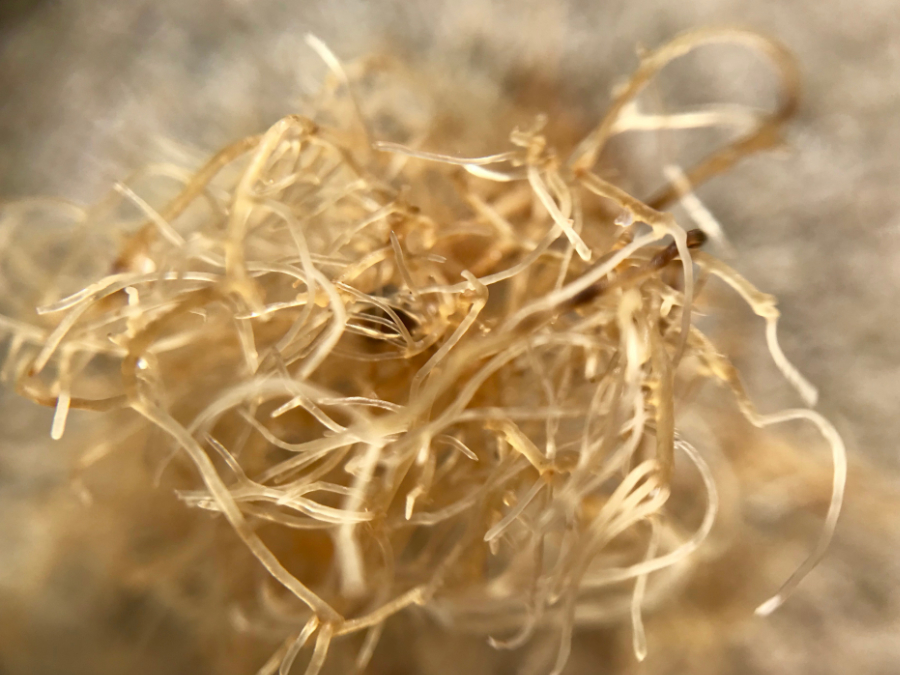 macro of seaweed