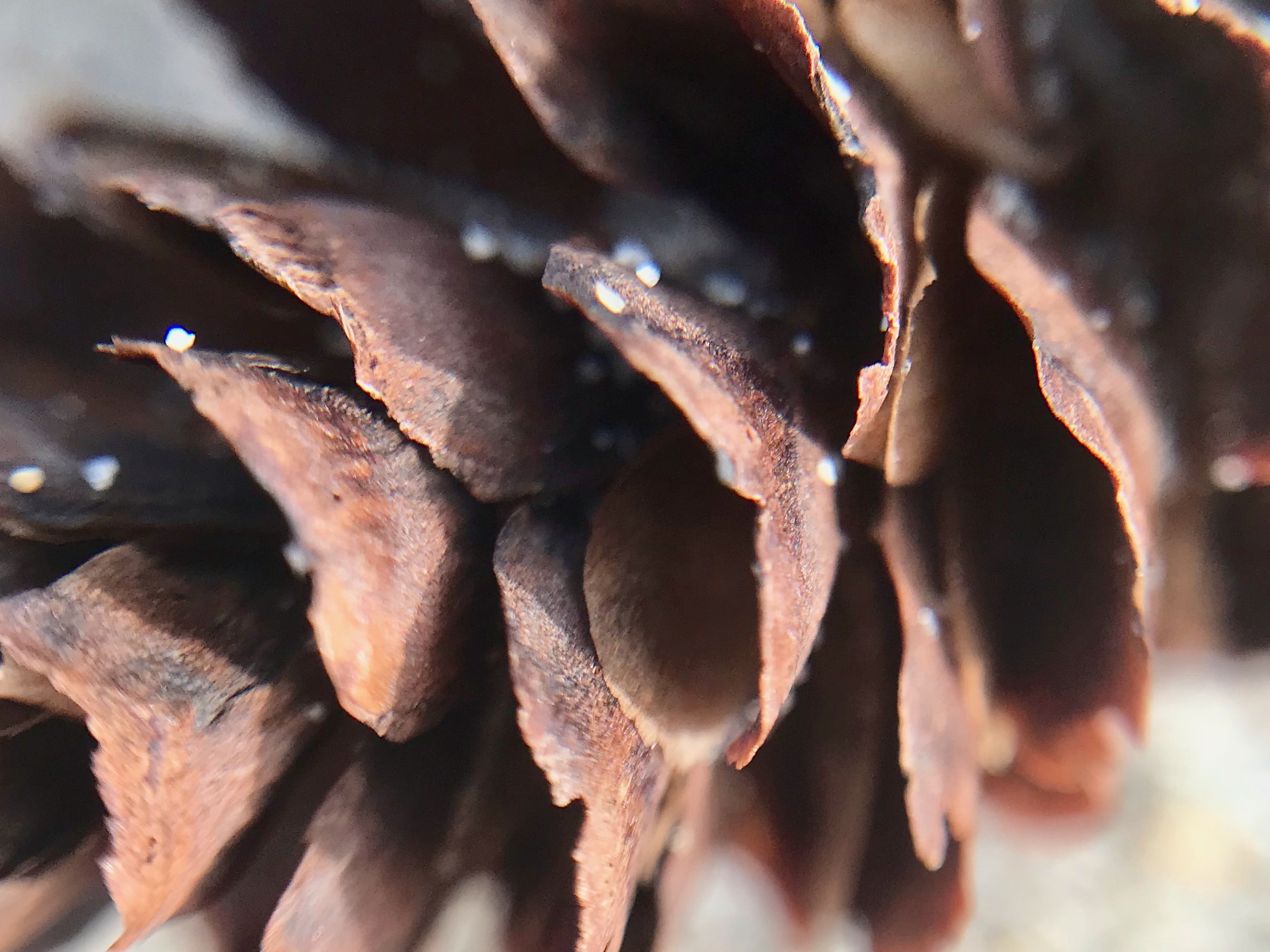 Pinecone