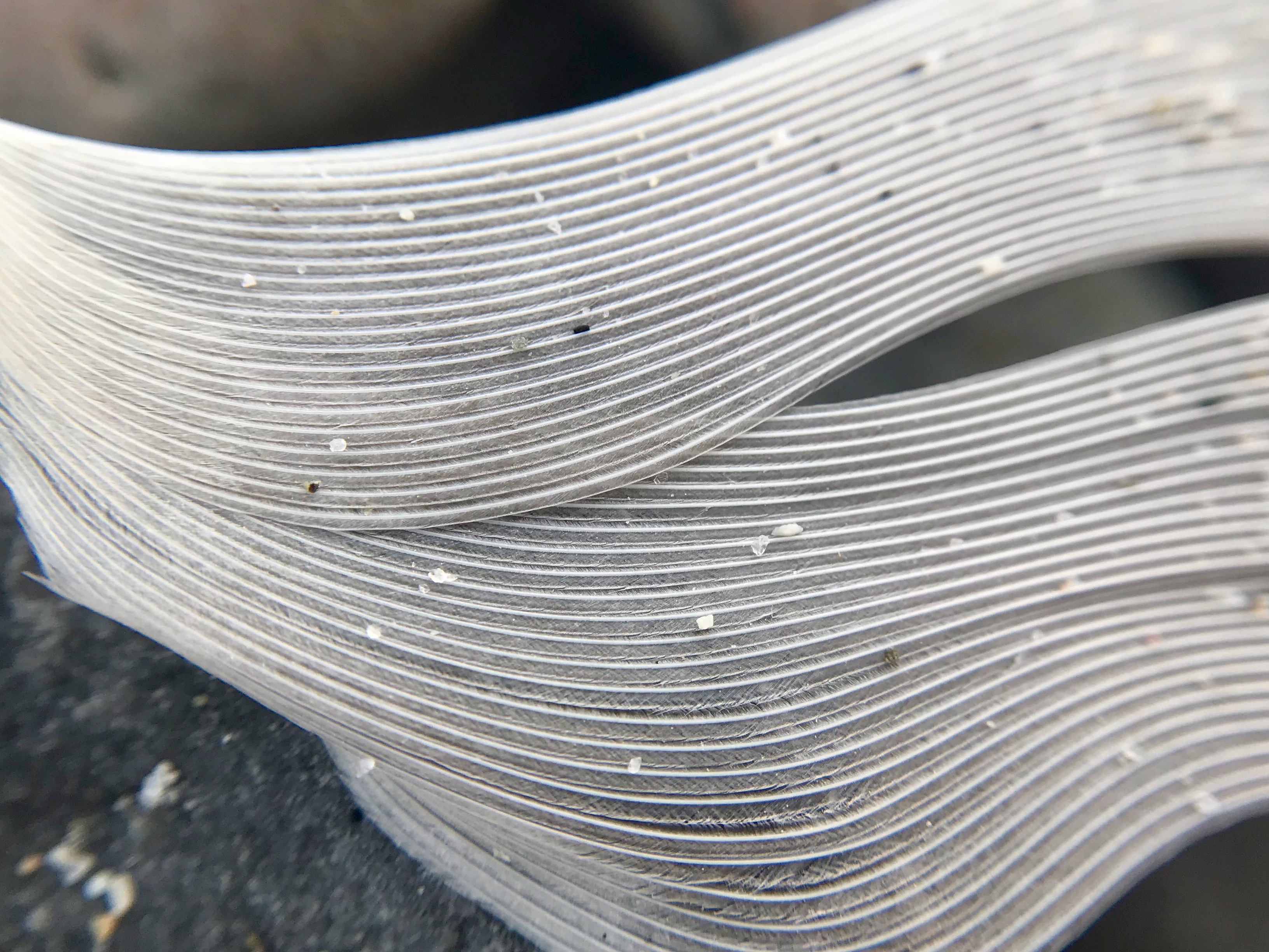 macro of seagull feather
