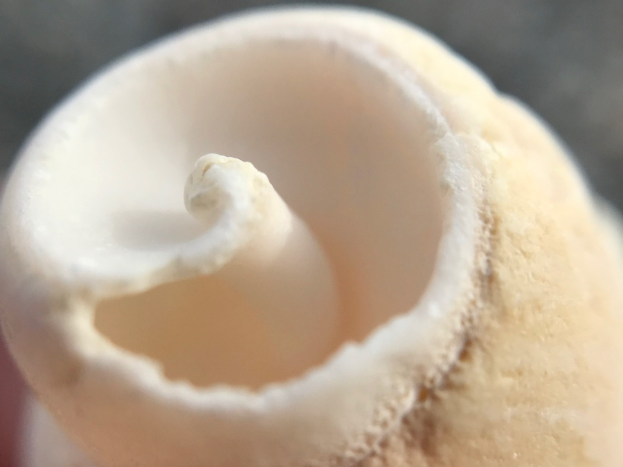 macro shot of a seashell