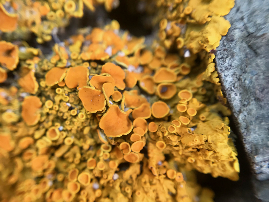 macro of lichen on a rock