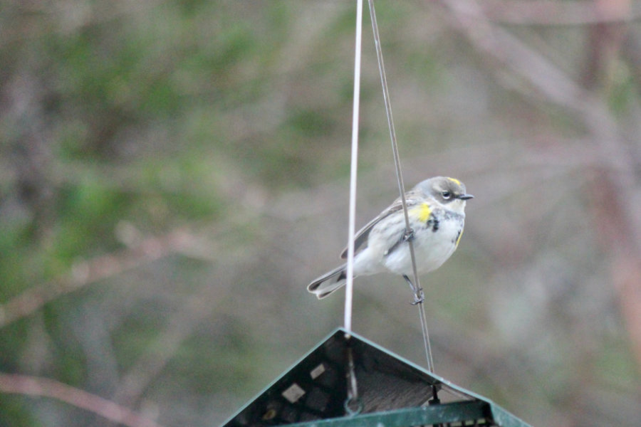 Female Yellow-rumped warbler