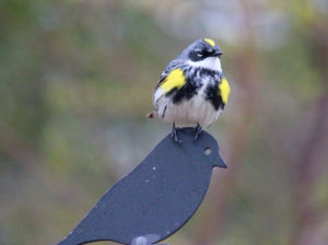 Yellow-rumped Warbler