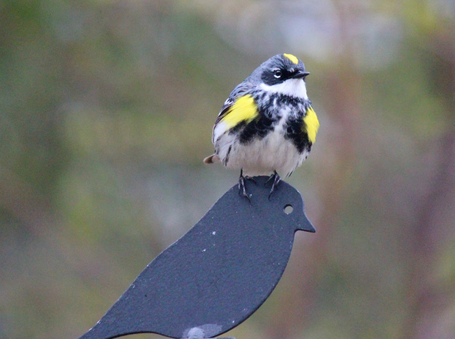 Male Yellow-rumped warbler