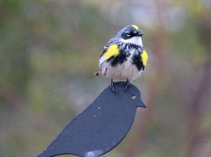 Male Yellow-rumped warbler