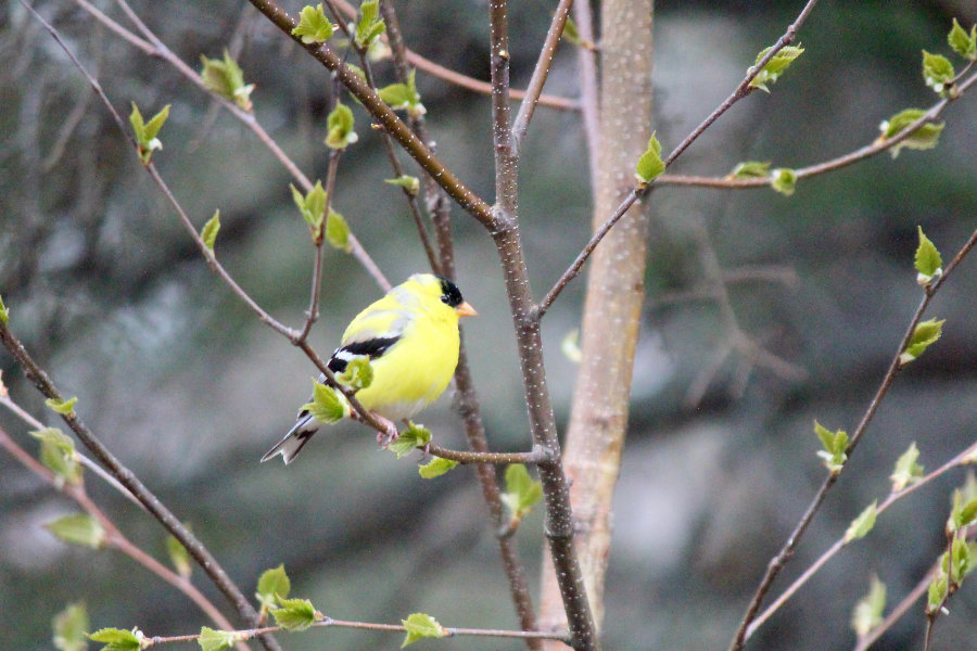 Male Goldfinch