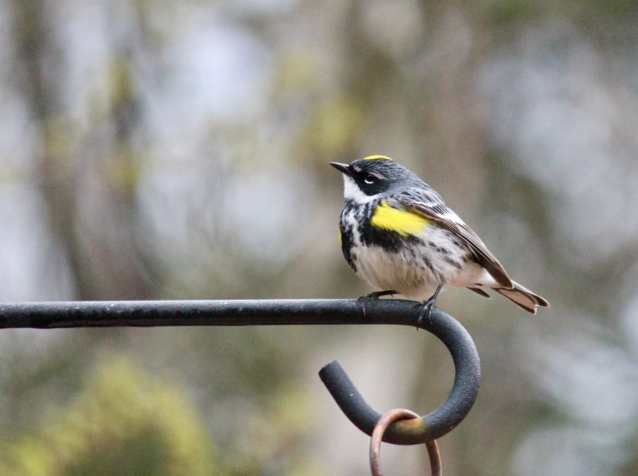 Male Yellow-rumped Warbler