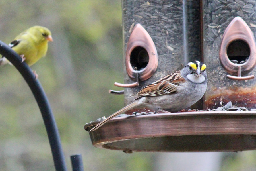 Male White-throated Sparrow