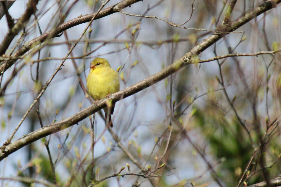 A Goldfinch?