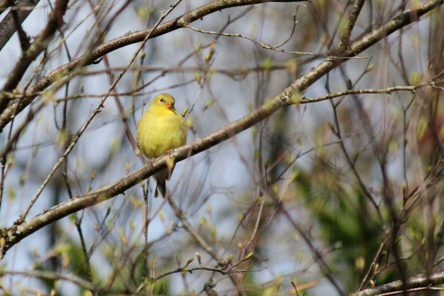 A Goldfinch?