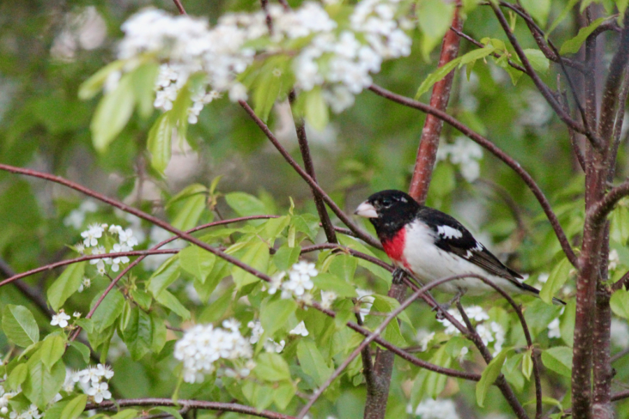 rose breasted grosbeak in a flowering tree