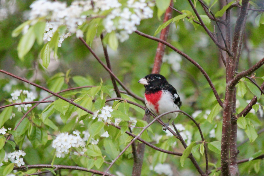 A Rose-breasted Grosbeak