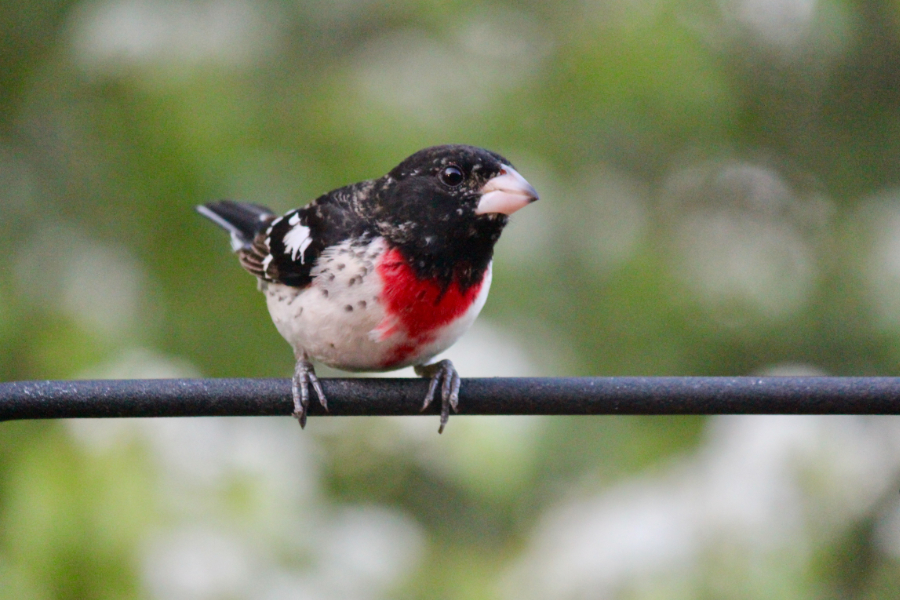 rose breasted grosbeak