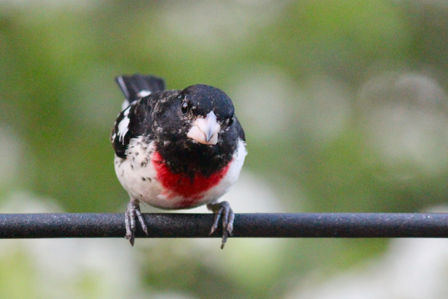 rose breasted grosbeak