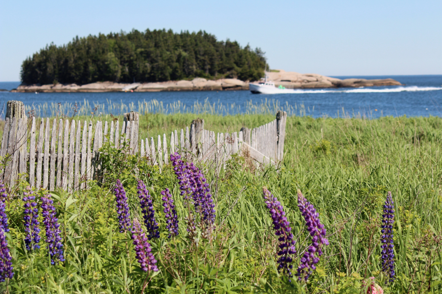 Loving Lupines