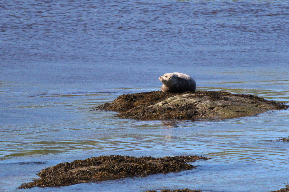 Maine -seal in the Narraguagus River