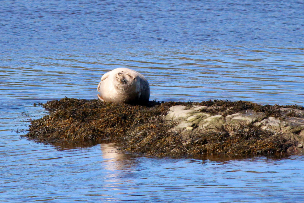 smiling seal maine