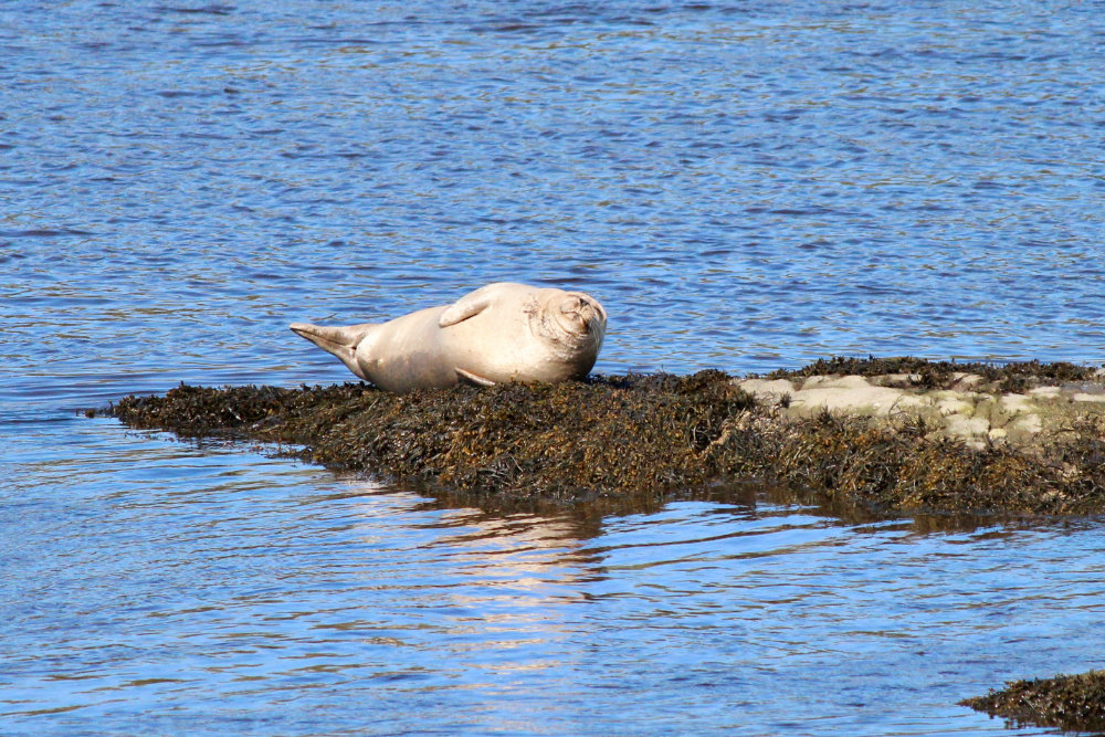 seal sunning himself