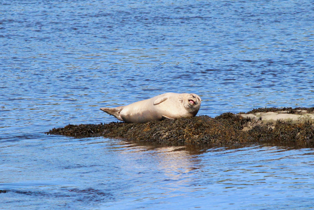 laughing seal in maine